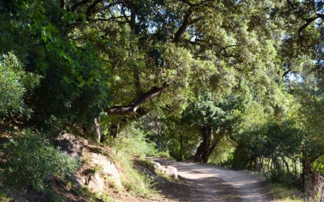 Carril rural prácticamente sin usar en la parte trasera de la propiedad